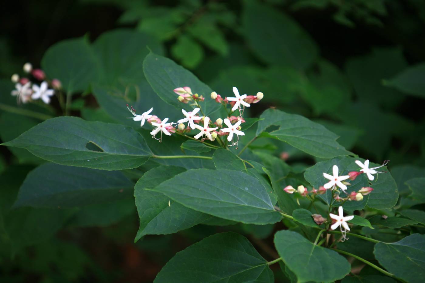 Clerodendrum trichotomum image