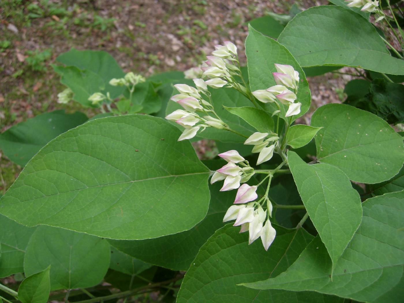 Clerodendrum trichotomum image