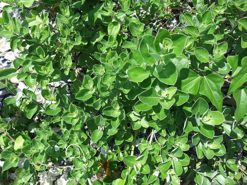 Vitex rotundifolia image