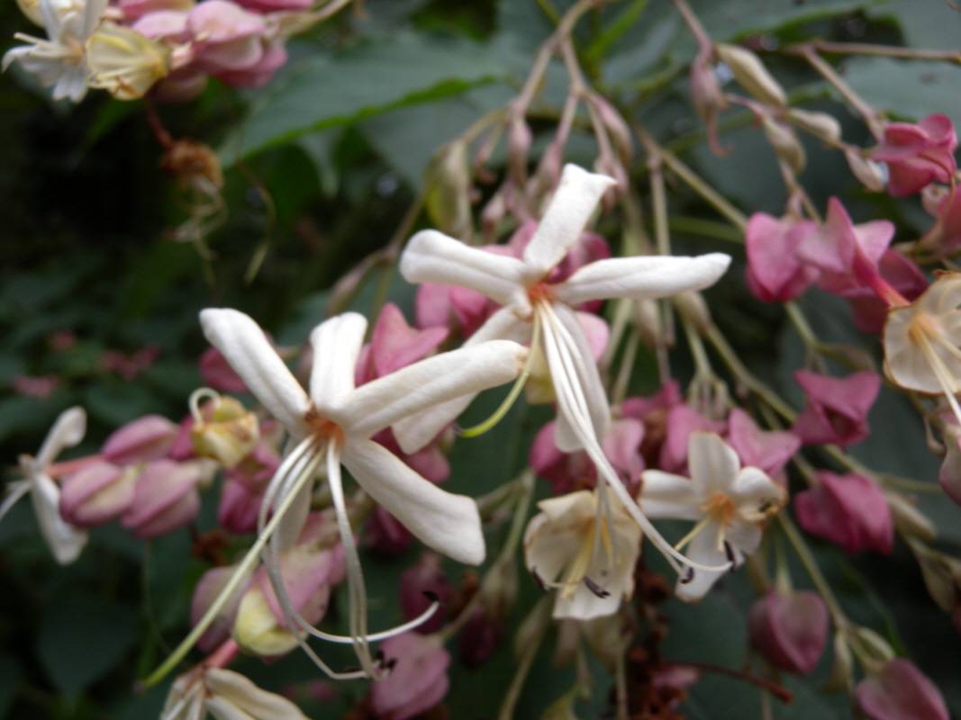 Clerodendrum trichotomum image