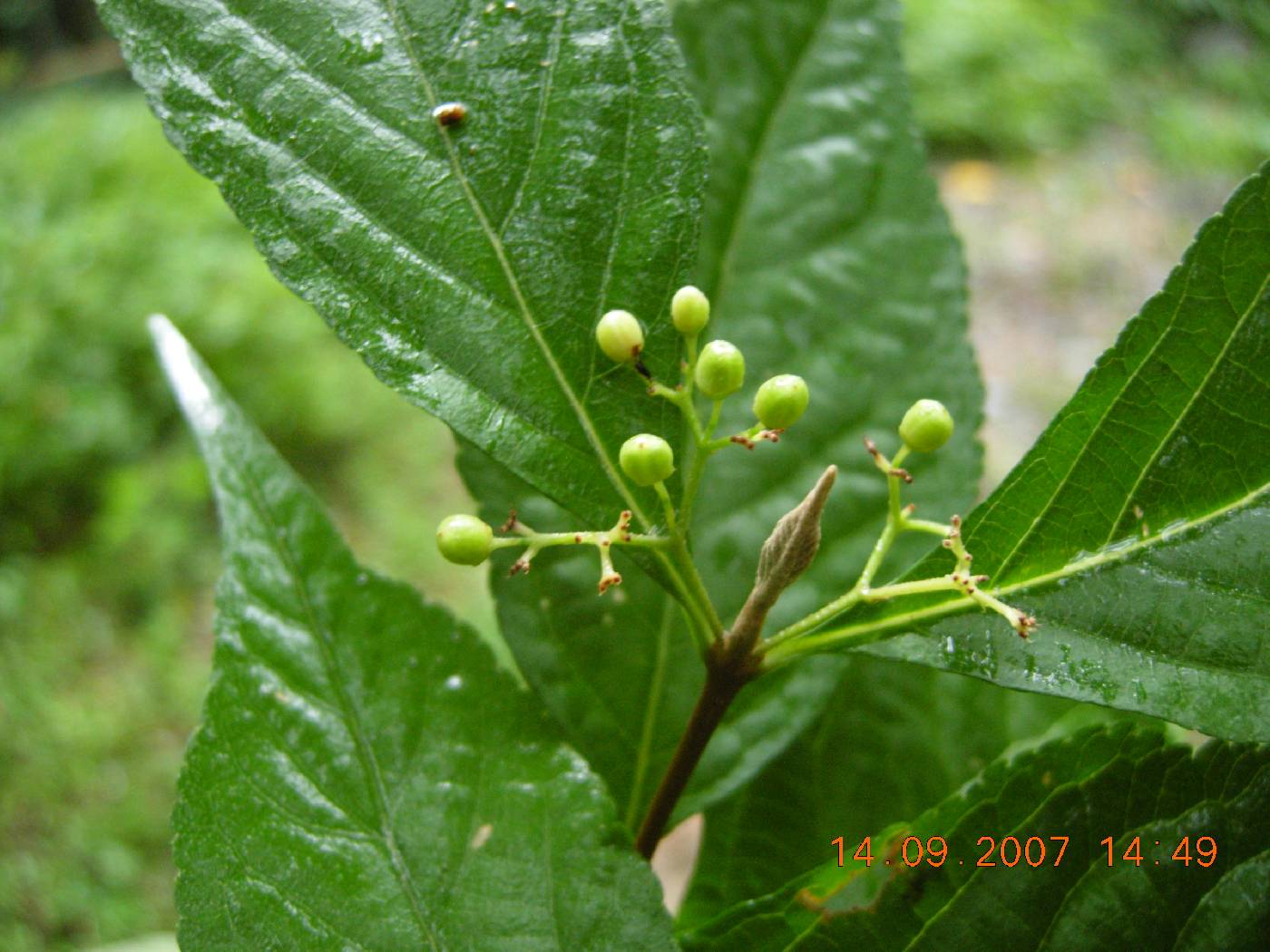Callicarpa japonica image