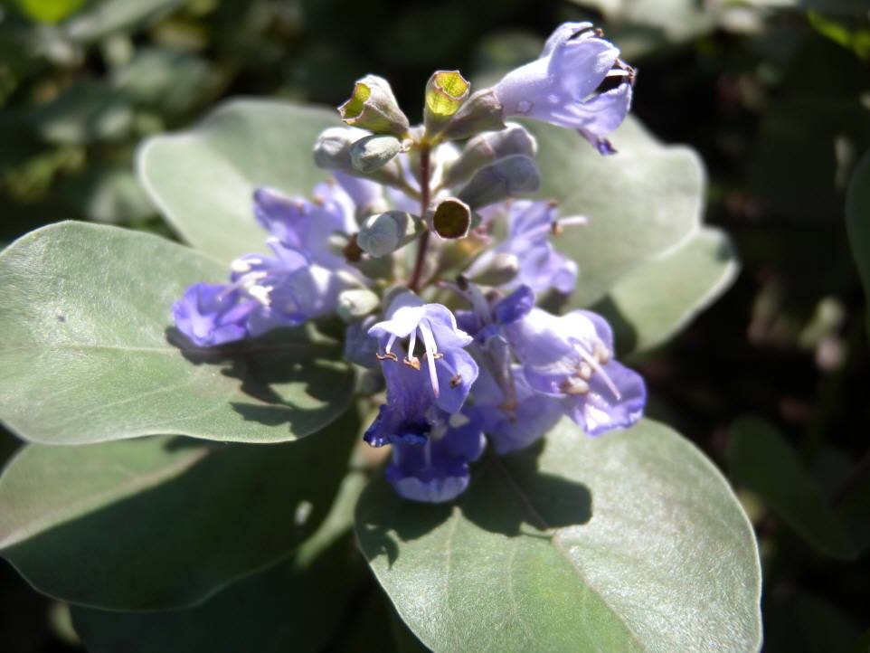 Vitex rotundifolia image