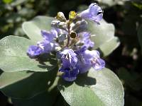 Vitex rotundifolia image