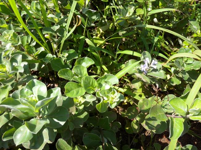 Vitex rotundifolia image