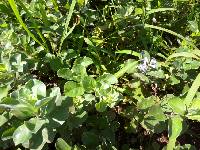 Vitex rotundifolia image
