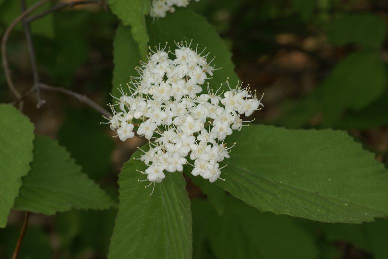 Viburnum erosum image