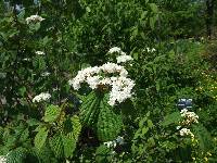 Image of Viburnum furcatum