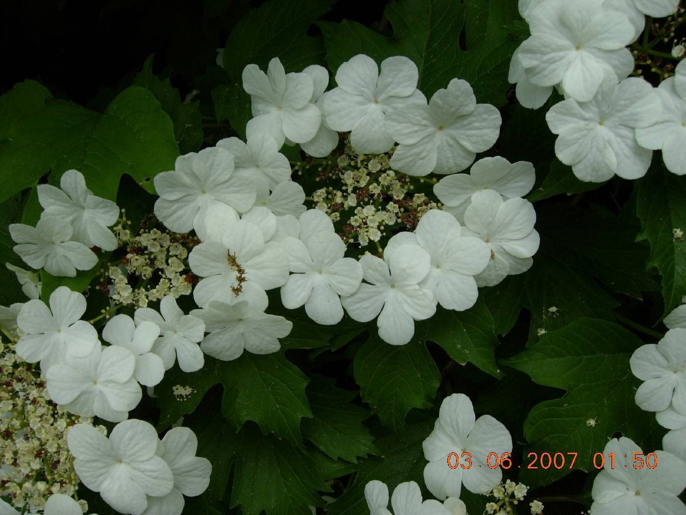 Viburnum opulus var. calvescens image