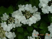 Viburnum opulus var. calvescens image