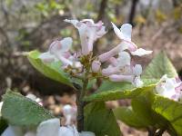 Image of Viburnum carlesii