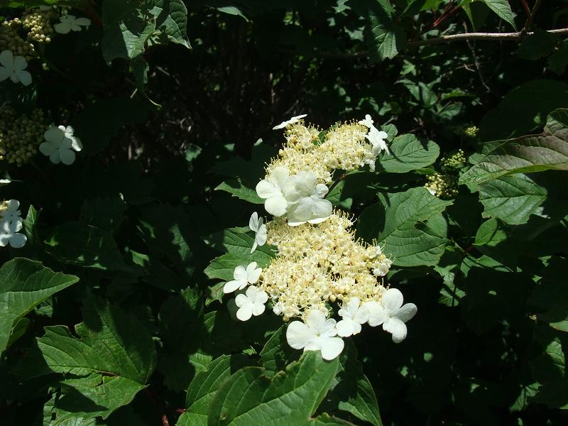 Viburnum opulus var. calvescens image