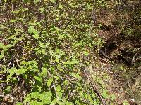 Viburnum carlesii image