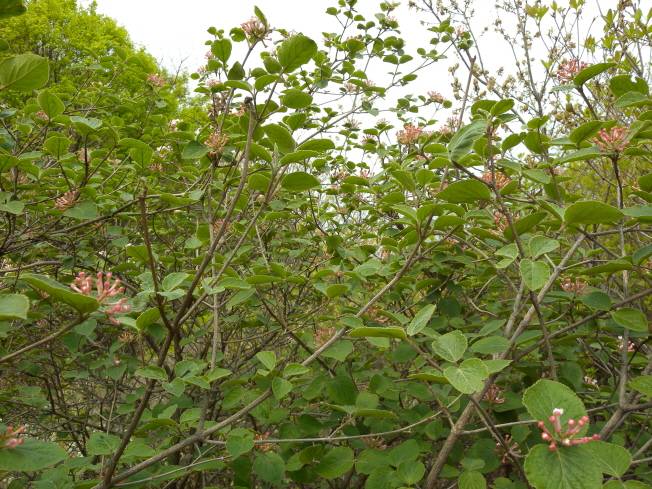 Viburnum carlesii image