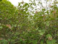 Viburnum carlesii image