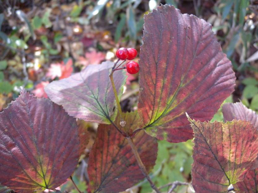 Viburnum wrightii image