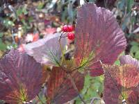 Viburnum wrightii image