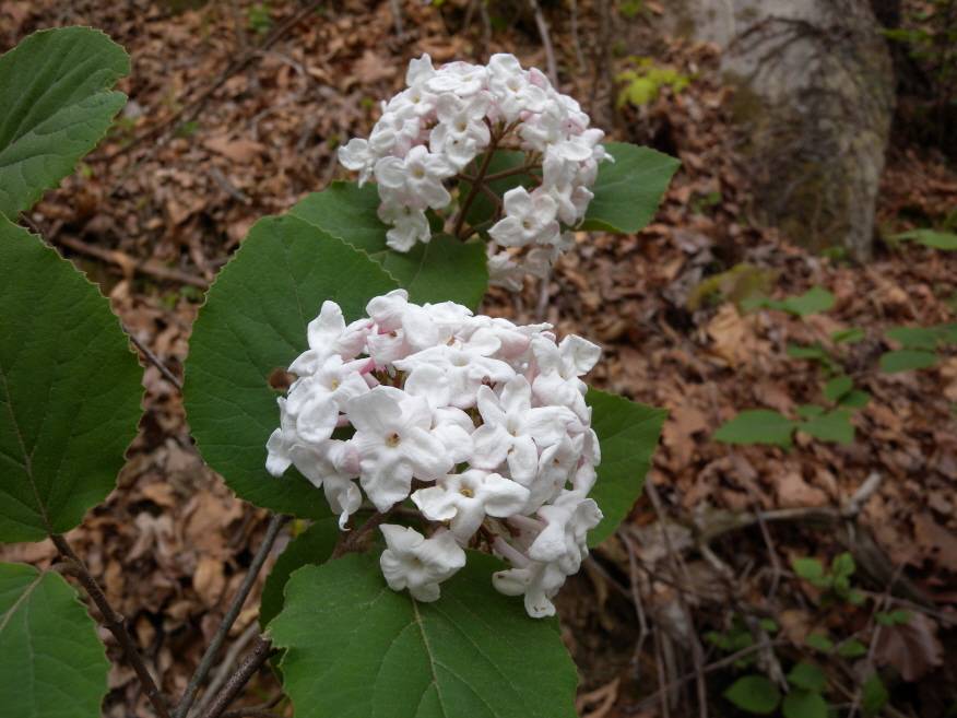 Viburnum carlesii image