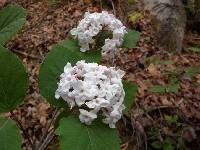 Viburnum carlesii image