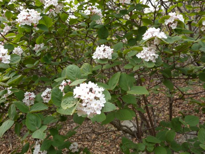Viburnum carlesii image