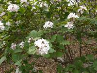 Viburnum carlesii image