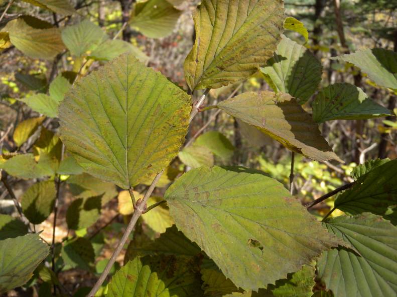 Viburnum wrightii image