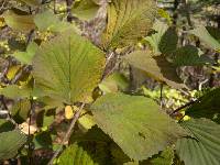 Viburnum wrightii image