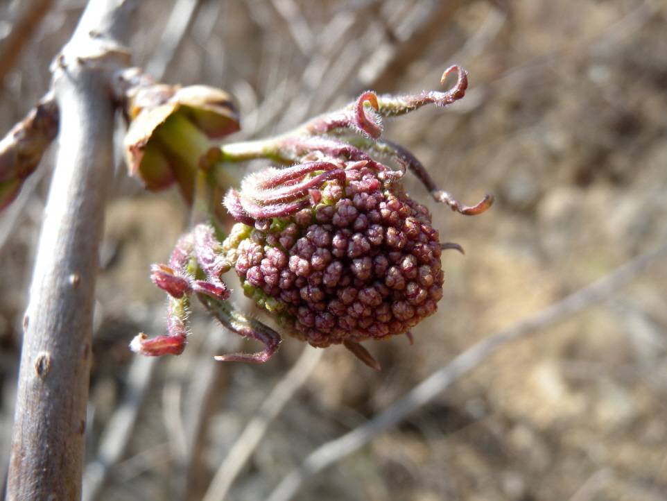 Sambucus racemosa subsp. kamtschatica image