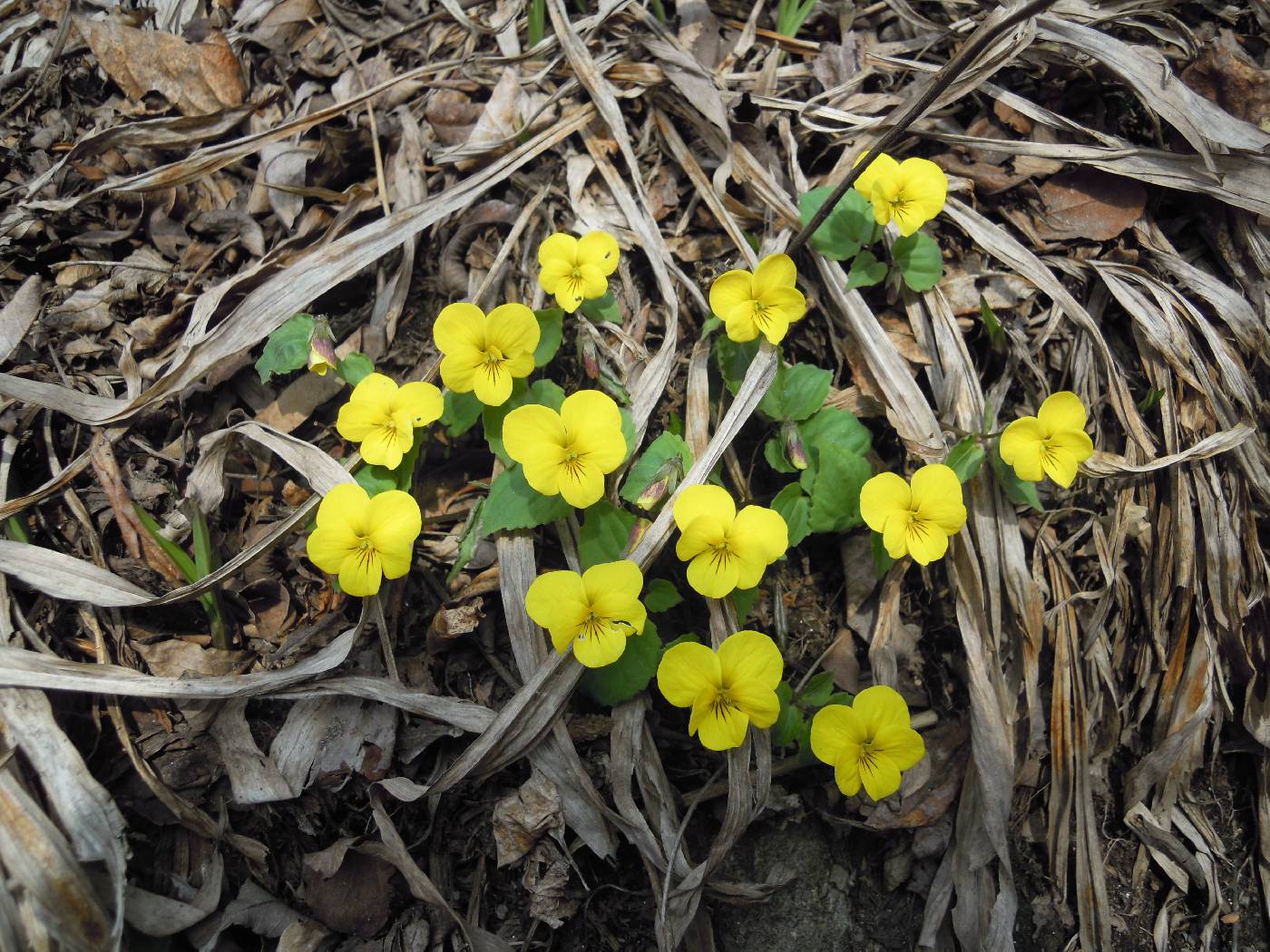 Viola orientalis image