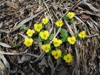 Viola orientalis image