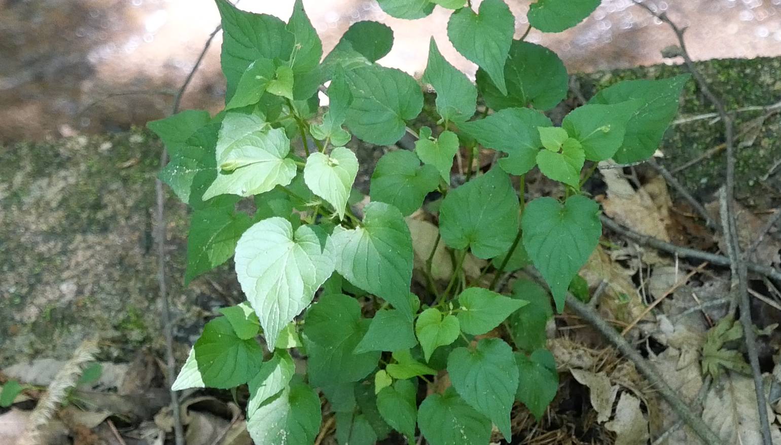 Viola acuminata image