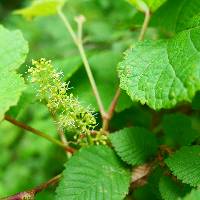 Vitis amurensis image