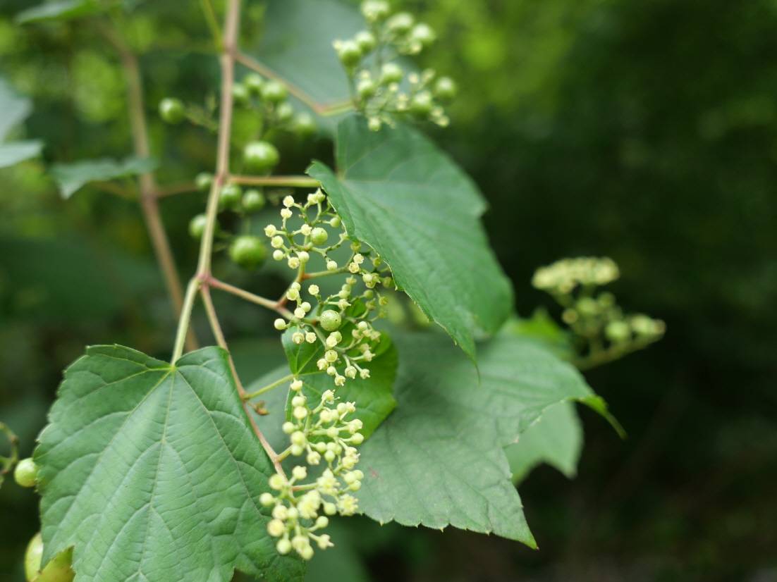 Ampelopsis glandulosa image