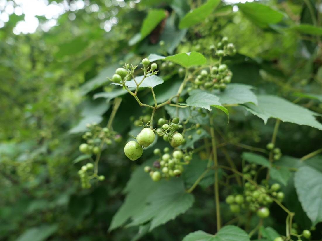 Ampelopsis glandulosa image