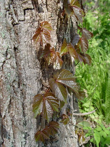 Parthenocissus tricuspidata image
