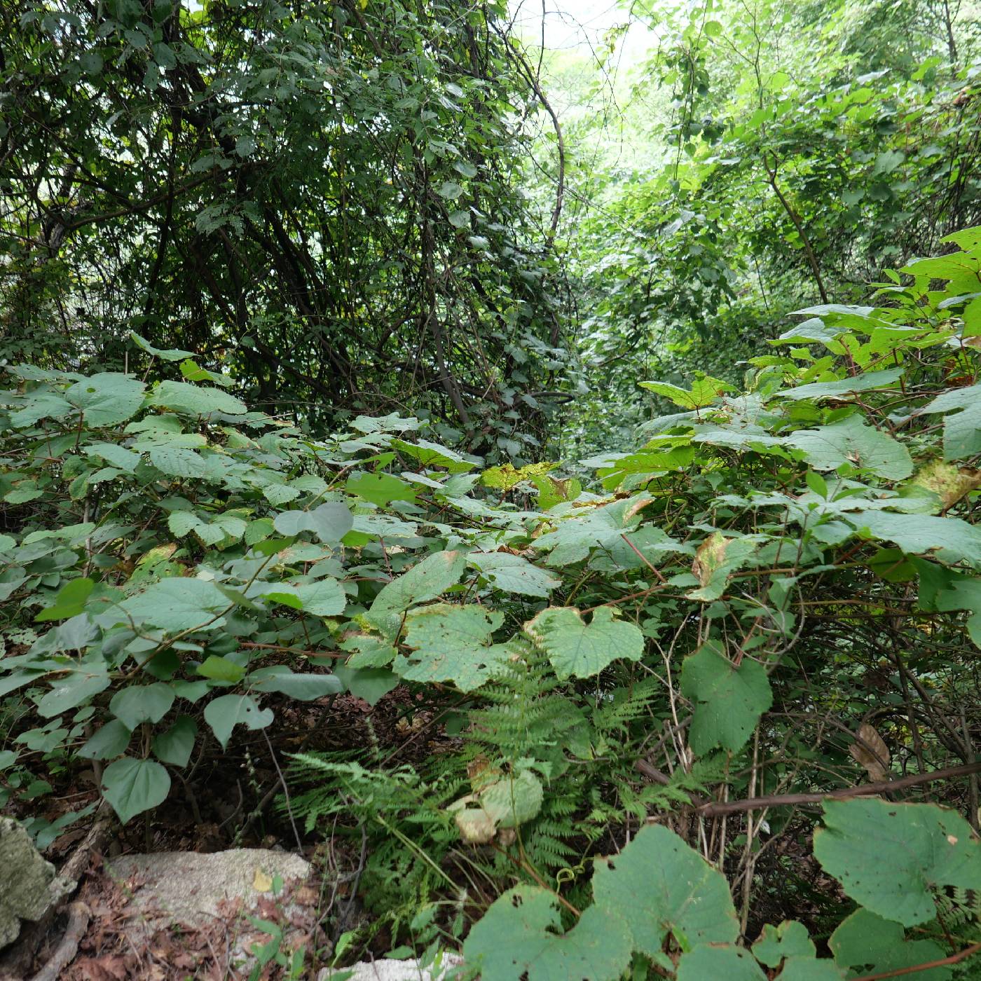 Vitis amurensis image