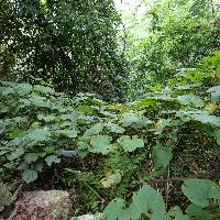 Vitis amurensis image