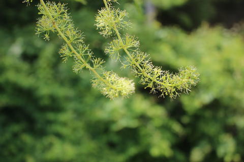 Vitis amurensis image