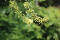 Vitis amurensis image