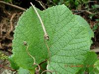 Vitis amurensis image