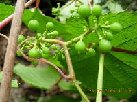 Vitis amurensis image