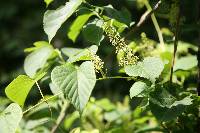 Vitis flexuosa image