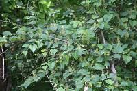 Vitis flexuosa image