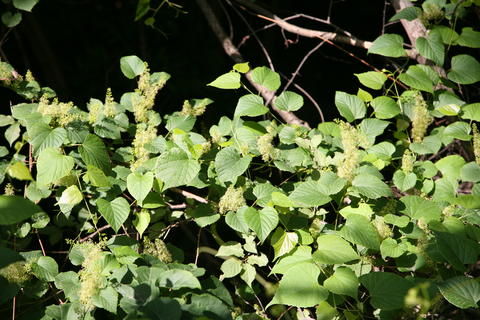 Vitis flexuosa image