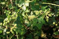 Vitis ficifolia image