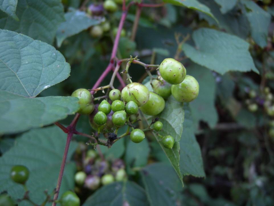 Ampelopsis glandulosa image