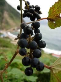 Image of Vitis coignetiae