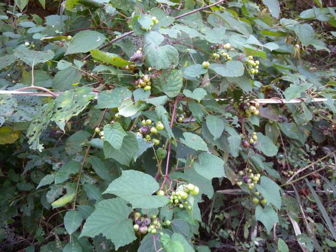 Ampelopsis glandulosa image